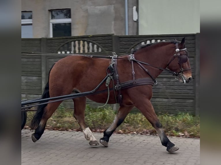 Más caballos de sangre fría Caballo castrado 4 años 163 cm Castaño in Leer (Ostfriesland)