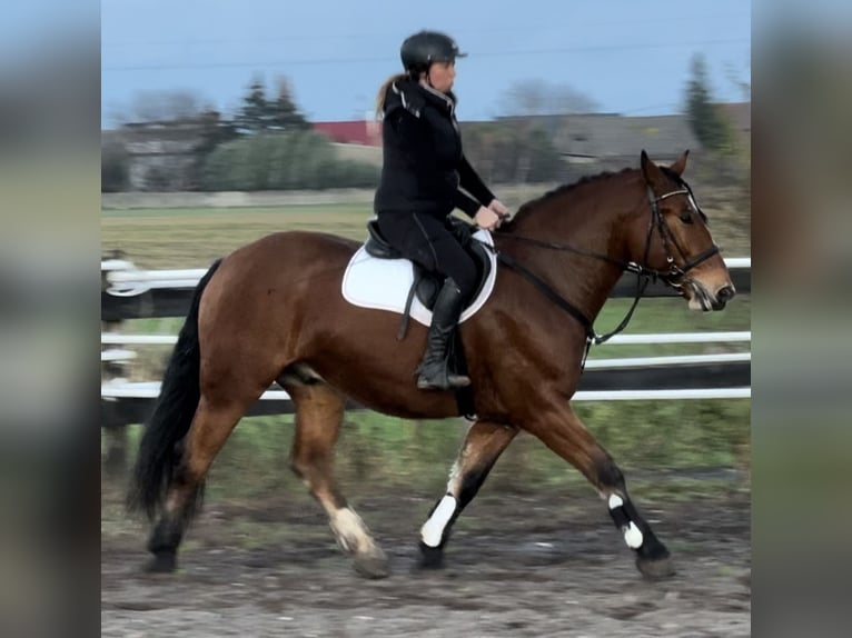 Más caballos de sangre fría Caballo castrado 4 años 163 cm Castaño in Leer (Ostfriesland)