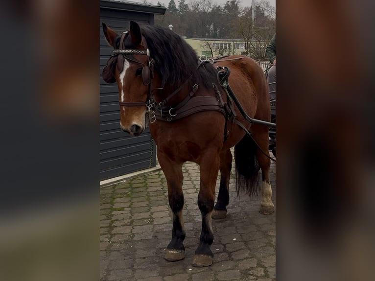 Más caballos de sangre fría Caballo castrado 4 años 163 cm Castaño in Leer (Ostfriesland)