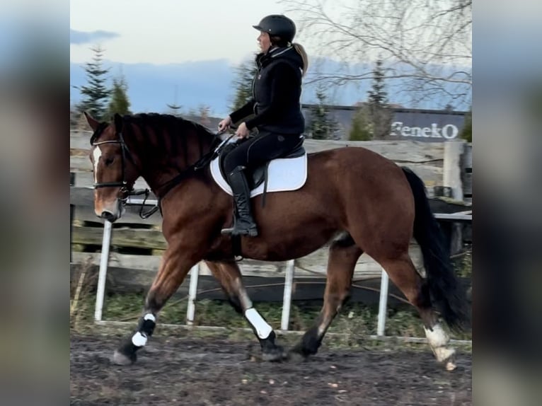 Más caballos de sangre fría Caballo castrado 4 años 163 cm Castaño in Leer (Ostfriesland)