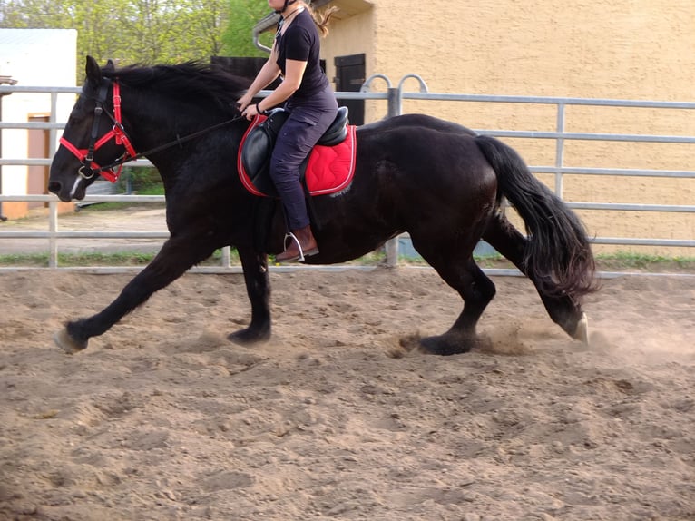 Más caballos de sangre fría Caballo castrado 4 años 165 cm Negro in Buttstädt