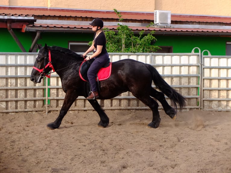 Más caballos de sangre fría Caballo castrado 4 años 165 cm Negro in Buttstädt