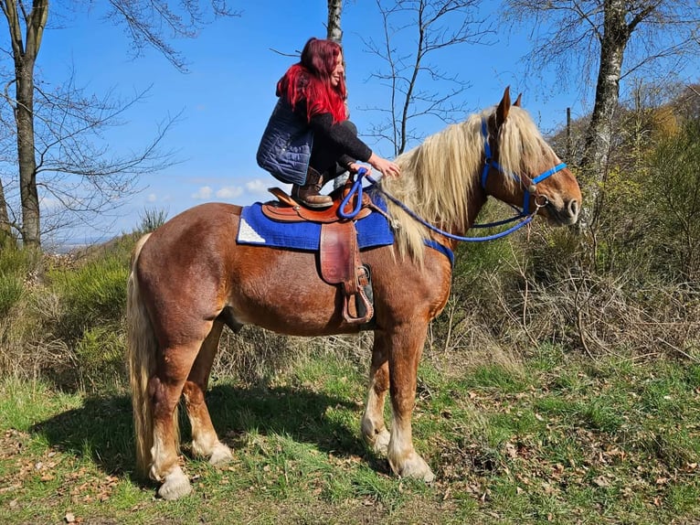 Más caballos de sangre fría Caballo castrado 4 años 167 cm Alazán-tostado in Linkenbach