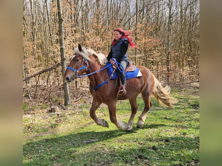 Más caballos de sangre fría Caballo castrado 4 años 167 cm Alazán-tostado in Linkenbach