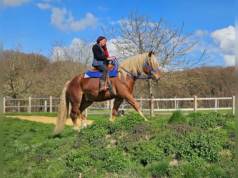Más caballos de sangre fría Caballo castrado 4 años 167 cm Alazán-tostado in Linkenbach