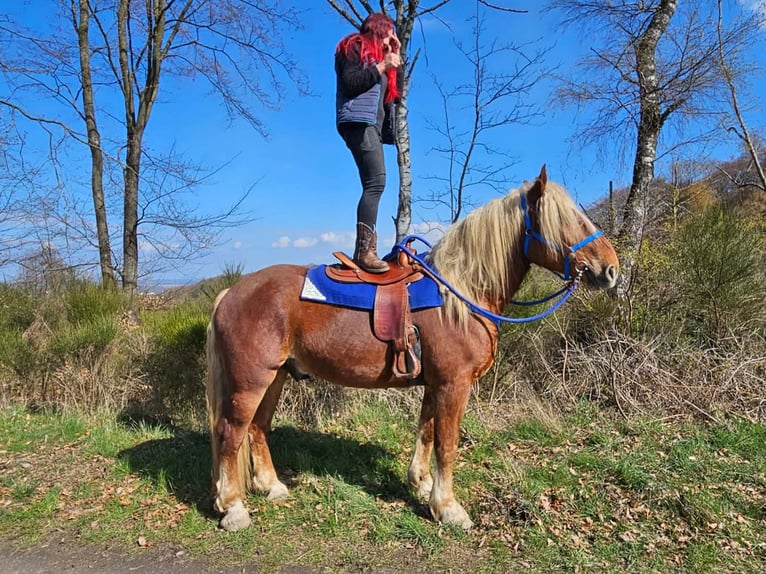 Más caballos de sangre fría Caballo castrado 4 años 167 cm Alazán-tostado in Linkenbach