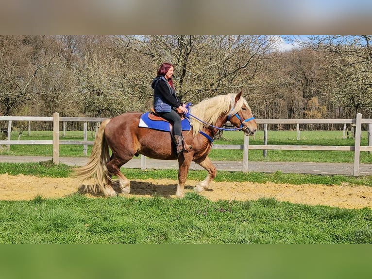 Más caballos de sangre fría Caballo castrado 4 años 167 cm Alazán-tostado in Linkenbach