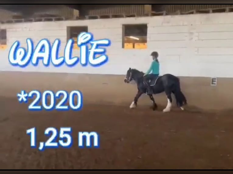 Más caballos de sangre fría Mestizo Caballo castrado 5 años 125 cm Negro in Geleen