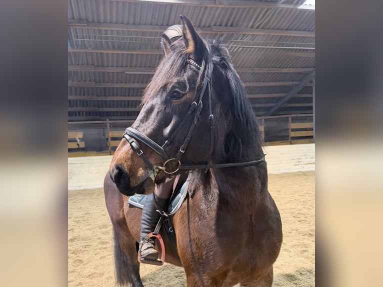 Más caballos de sangre fría Caballo castrado 5 años 152 cm Castaño in Pelmberg