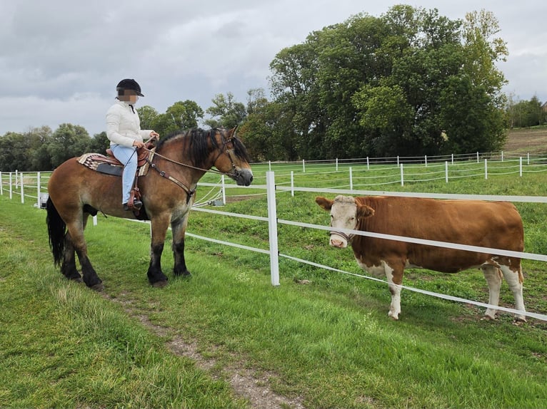 Más caballos de sangre fría Caballo castrado 5 años 153 cm Castaño in Linkenbach