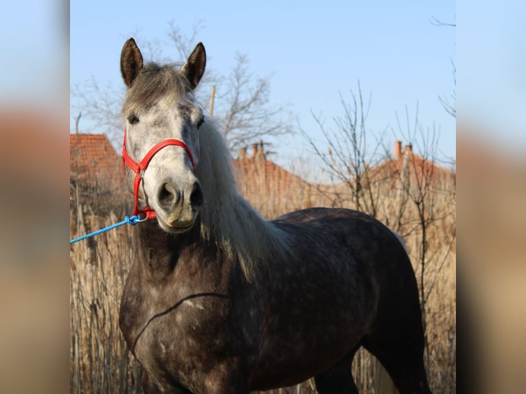 Más caballos de sangre fría Caballo castrado 5 años 153 cm Tordo rodado in Békés