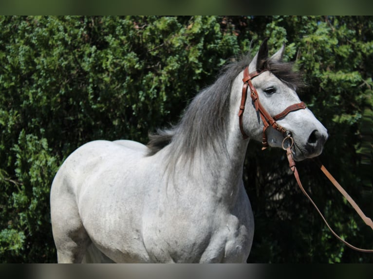 Más caballos de sangre fría Caballo castrado 5 años 155 cm Tordo in Békés