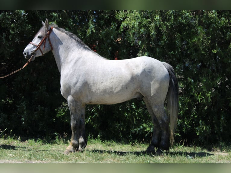 Más caballos de sangre fría Caballo castrado 5 años 155 cm Tordo in Békés