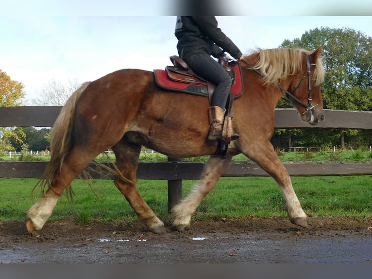 Más caballos de sangre fría Caballo castrado 5 años 158 cm Alazán in Lathen