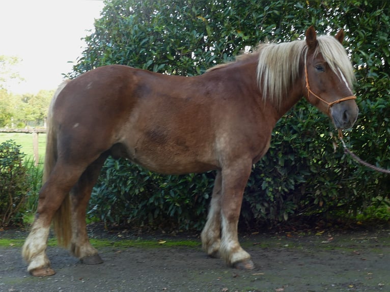 Más caballos de sangre fría Caballo castrado 5 años 158 cm Alazán in Lathen