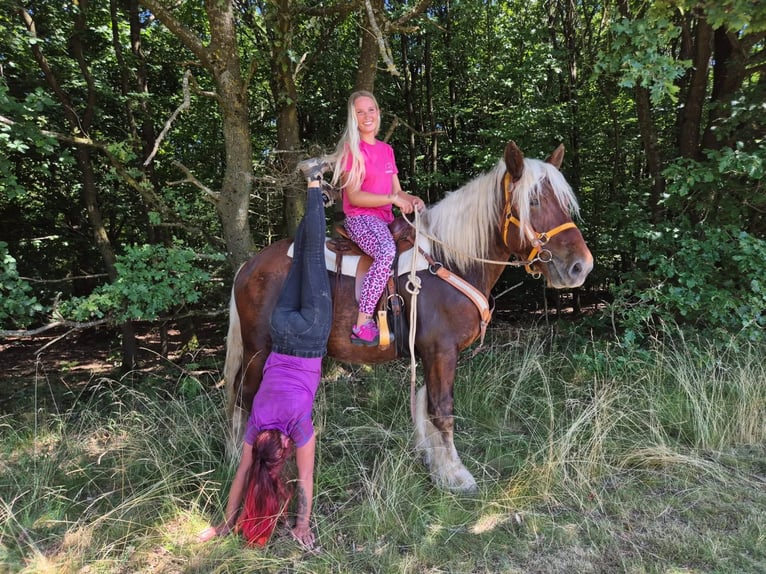 Más caballos de sangre fría Caballo castrado 5 años 158 cm Alazán-tostado in Linkenbach