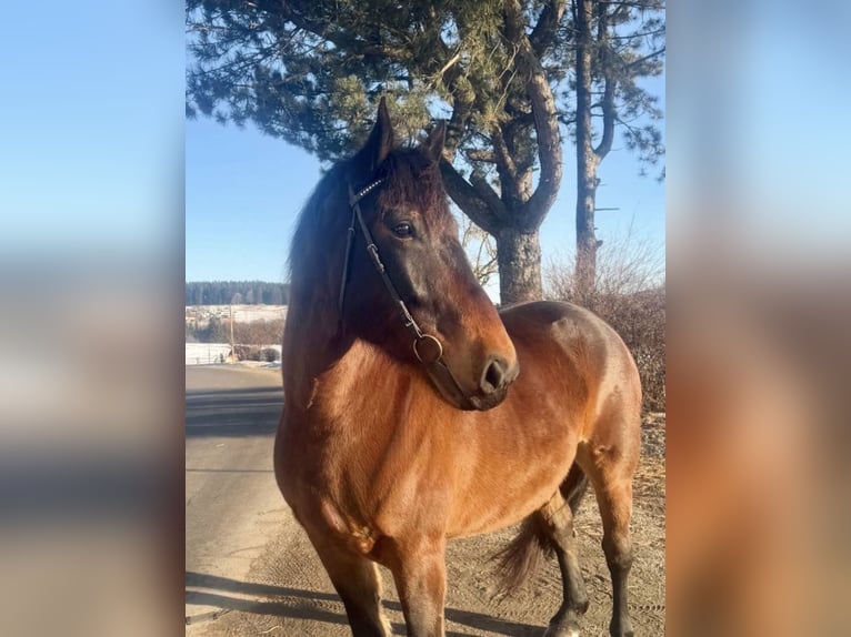 Más caballos de sangre fría Caballo castrado 5 años 160 cm Negro in Pelmberg
