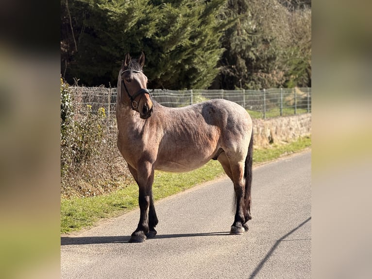 Más caballos de sangre fría Caballo castrado 5 años 160 cm Tordo ruano in Neustadt (Hessen)Neustadt
