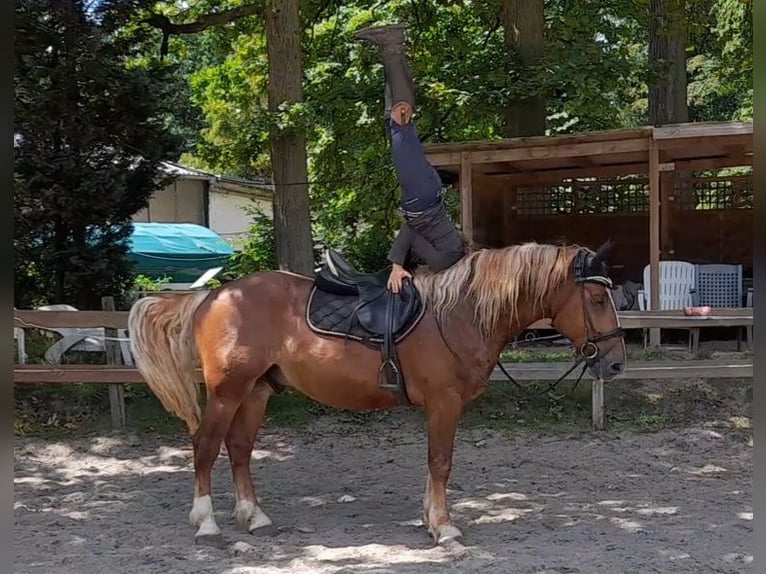 Más caballos de sangre fría Caballo castrado 5 años 161 cm Alazán-tostado in Braunschweig