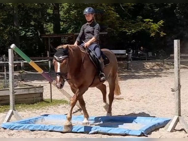 Más caballos de sangre fría Caballo castrado 5 años 161 cm Alazán-tostado in Braunschweig