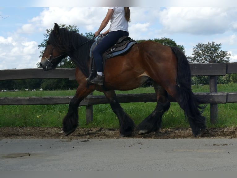 Más caballos de sangre fría Caballo castrado 5 años 163 cm Castaño in Lathen