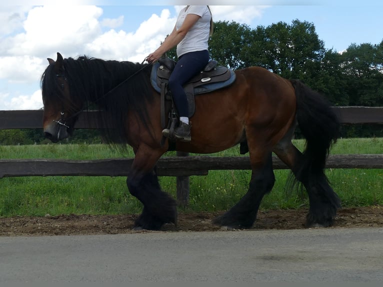 Más caballos de sangre fría Caballo castrado 5 años 163 cm Castaño in Lathen