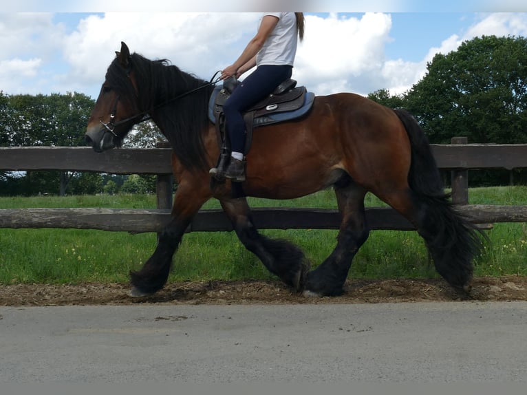 Más caballos de sangre fría Caballo castrado 5 años 163 cm Castaño in Lathen