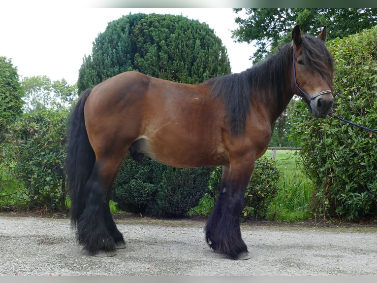Más caballos de sangre fría Caballo castrado 5 años 163 cm Castaño in Lathen