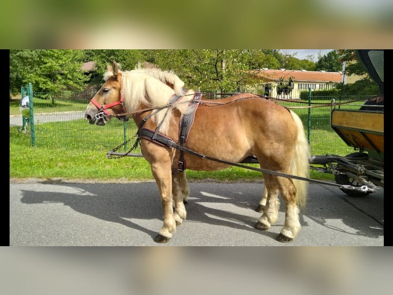Más caballos de sangre fría Caballo castrado 5 años 164 cm Alazán in Kamenz
