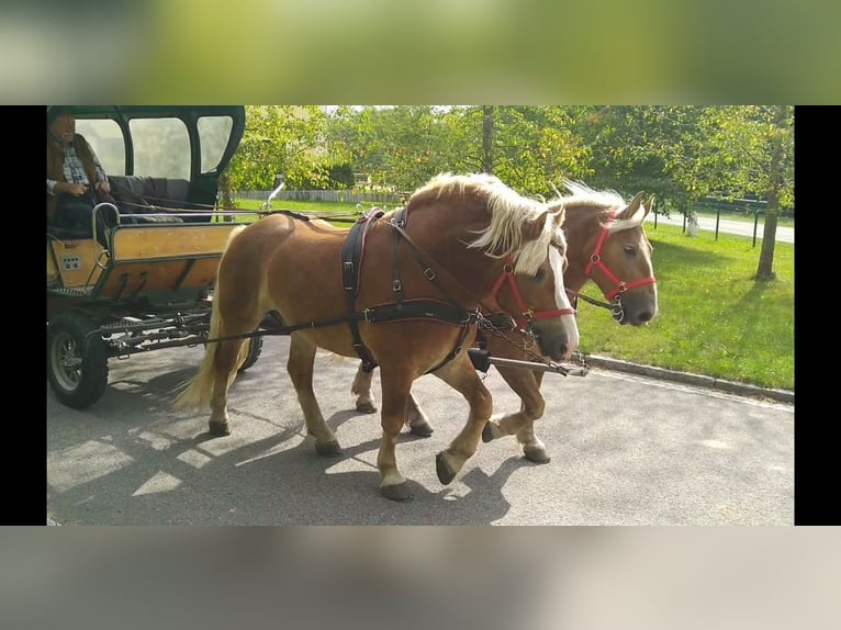 Más caballos de sangre fría Caballo castrado 5 años 164 cm Alazán in Kamenz