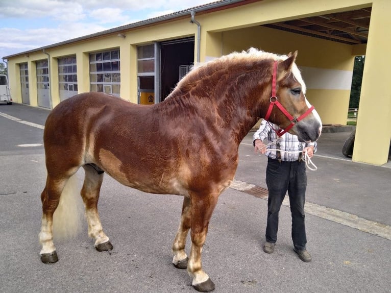 Más caballos de sangre fría Caballo castrado 5 años 164 cm Alazán in Kamenz