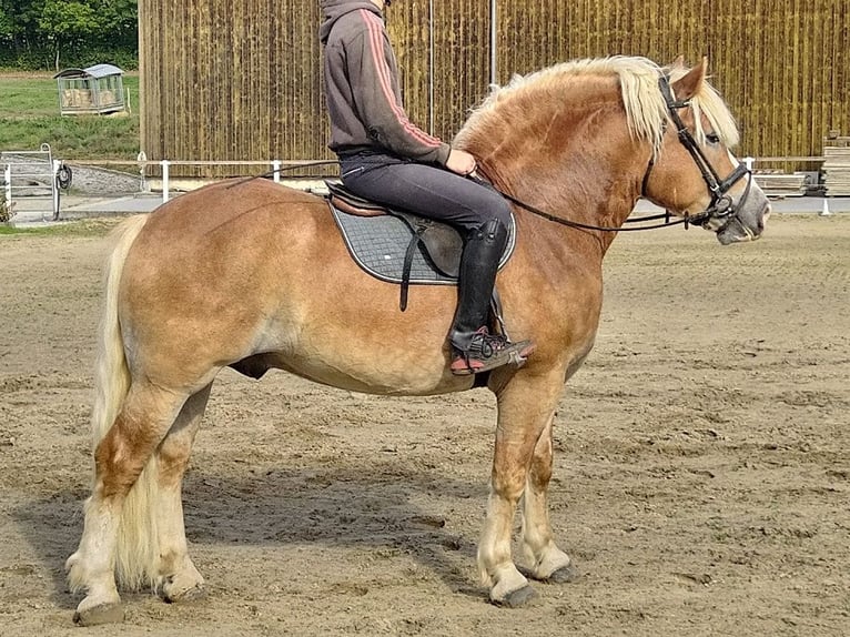 Más caballos de sangre fría Caballo castrado 5 años 164 cm Alazán in Kamenz