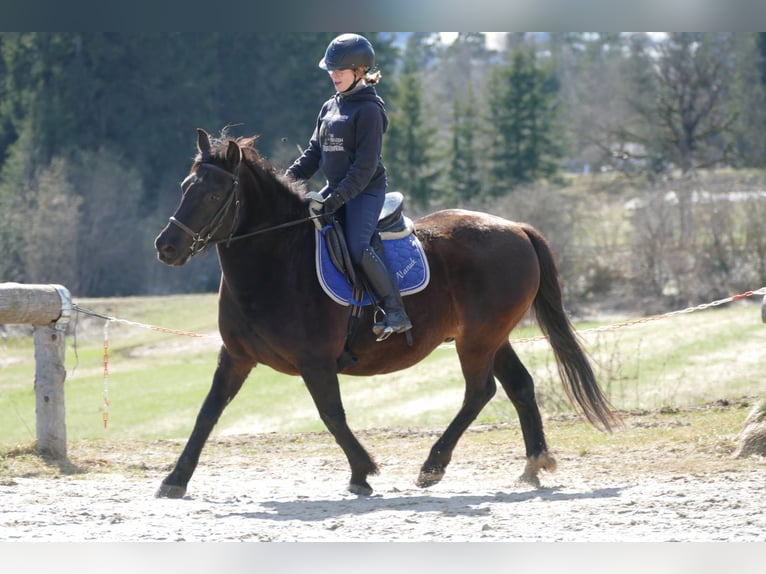 Más caballos de sangre fría Caballo castrado 6 años 149 cm Castaño oscuro in Ramsau