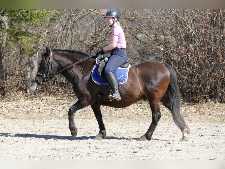 Más caballos de sangre fría Caballo castrado 6 años 149 cm Castaño oscuro in Ramsau