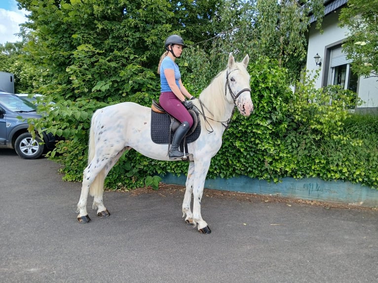 Más caballos de sangre fría Caballo castrado 6 años 160 cm  in Nettersheim