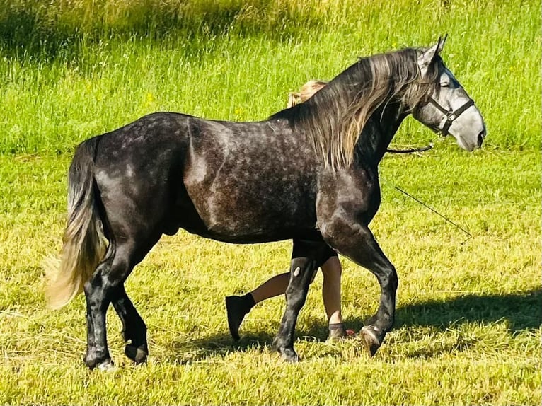 Más caballos de sangre fría Mestizo Caballo castrado 6 años 163 cm Tordillo negro in Schottwien