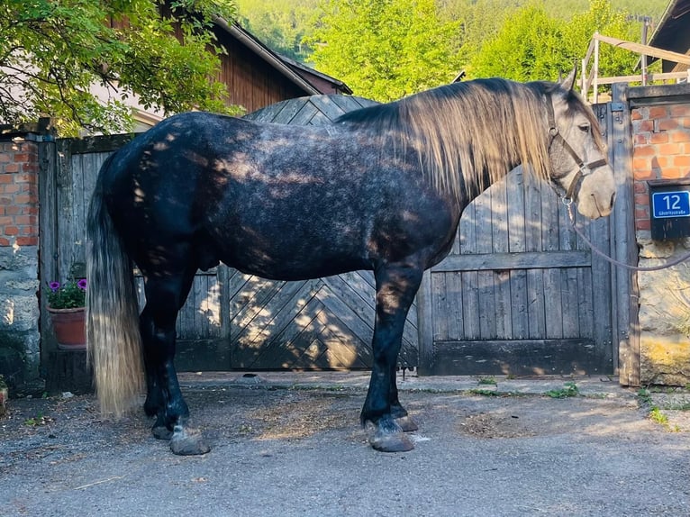 Más caballos de sangre fría Mestizo Caballo castrado 6 años 163 cm Tordillo negro in Schottwien