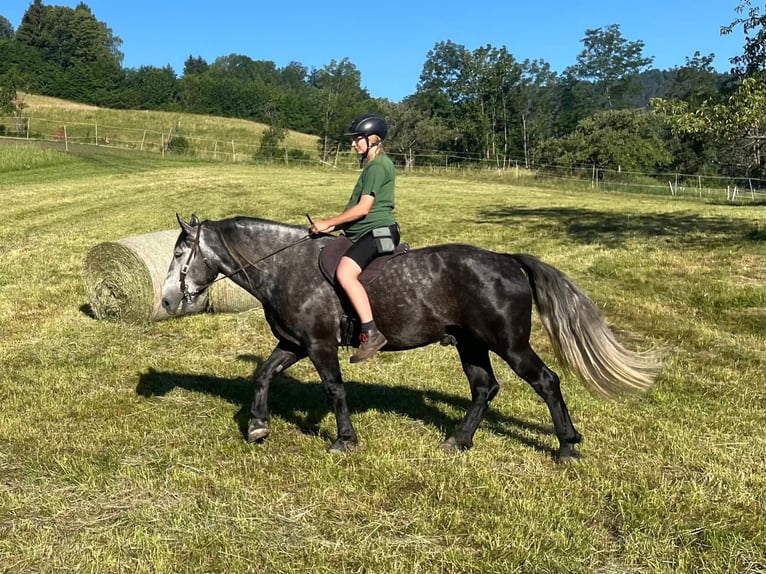 Más caballos de sangre fría Mestizo Caballo castrado 6 años 163 cm Tordillo negro in Schottwien