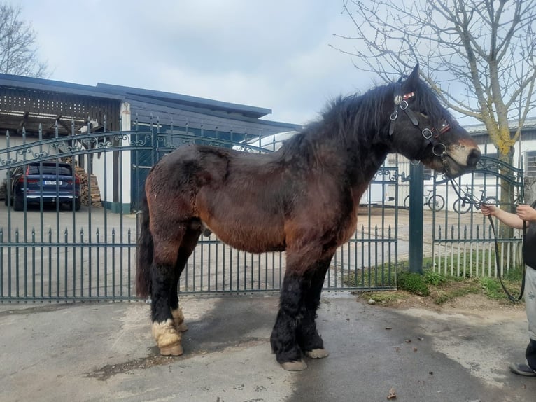 Más caballos de sangre fría Caballo castrado 6 años 167 cm in Nettersheim