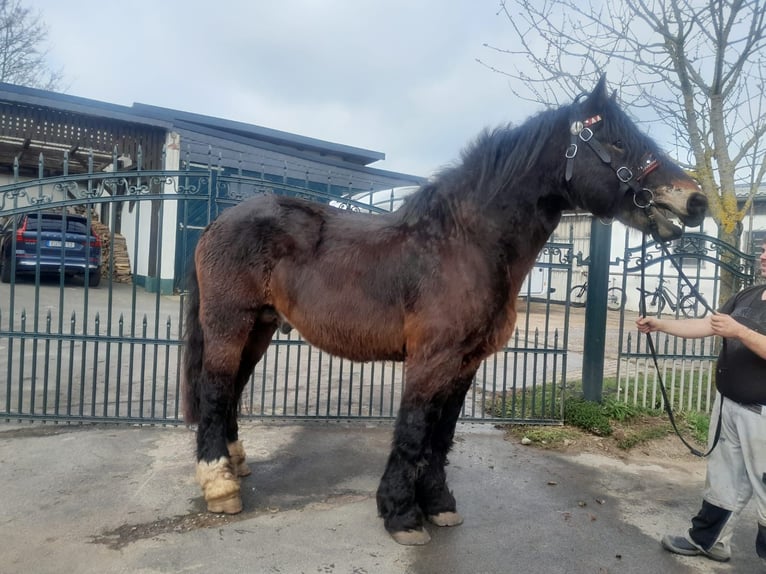 Más caballos de sangre fría Caballo castrado 6 años 167 cm in Nettersheim