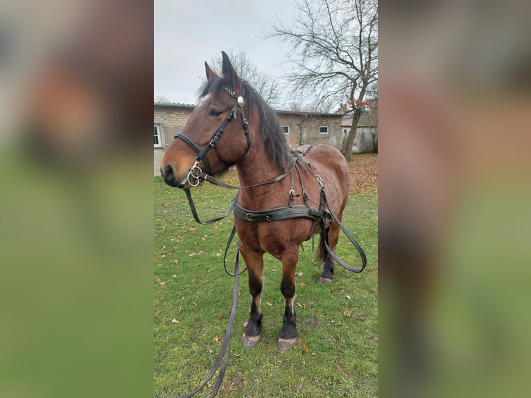 Más caballos de sangre fría Caballo castrado 7 años 160 cm Tordo ruano in Prenzlau