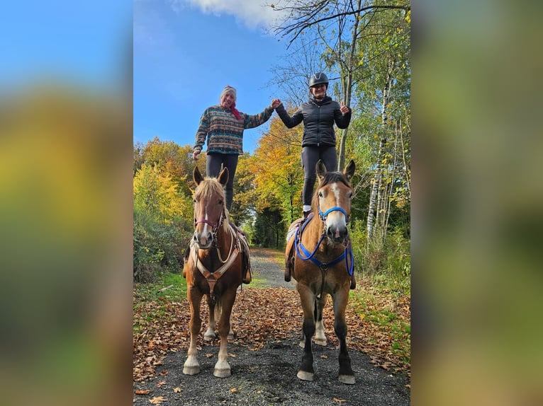 Más caballos de sangre fría Caballo castrado 7 años 164 cm Alazán in Linkenbach
