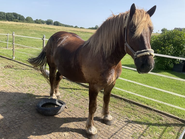 Más caballos de sangre fría Caballo castrado 7 años 165 cm Alazán in Bad Soden-Salmünster