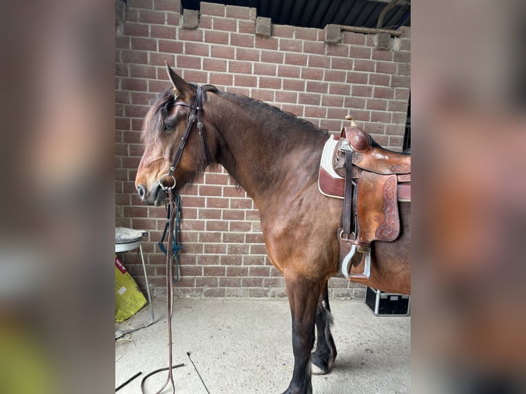 Más caballos de sangre fría Mestizo Caballo castrado 7 años 172 cm Castaño in Mönchengladbach