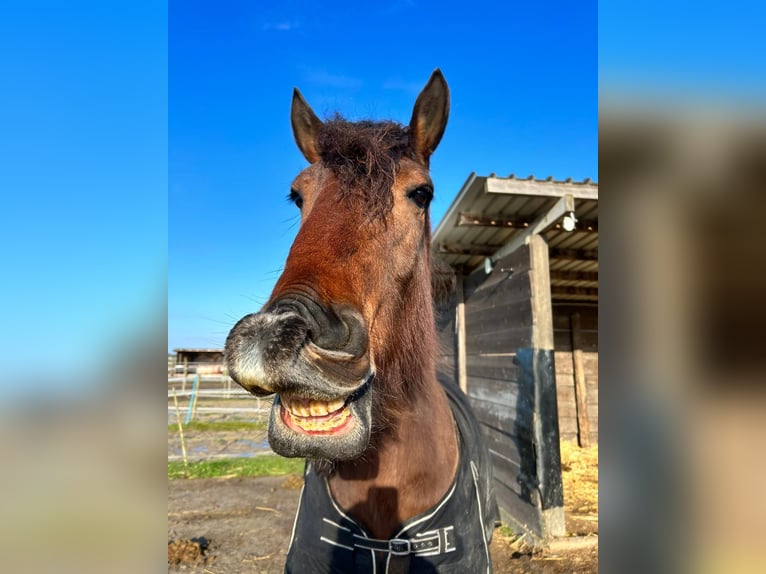 Más caballos de sangre fría Mestizo Caballo castrado 7 años 172 cm Castaño in Mönchengladbach