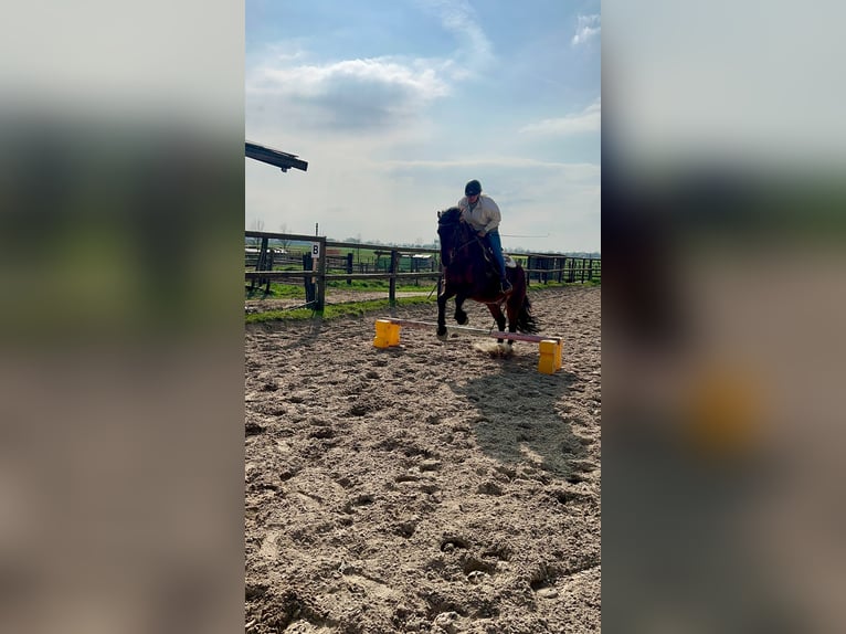 Más caballos de sangre fría Mestizo Caballo castrado 7 años 172 cm Castaño in Mönchengladbach