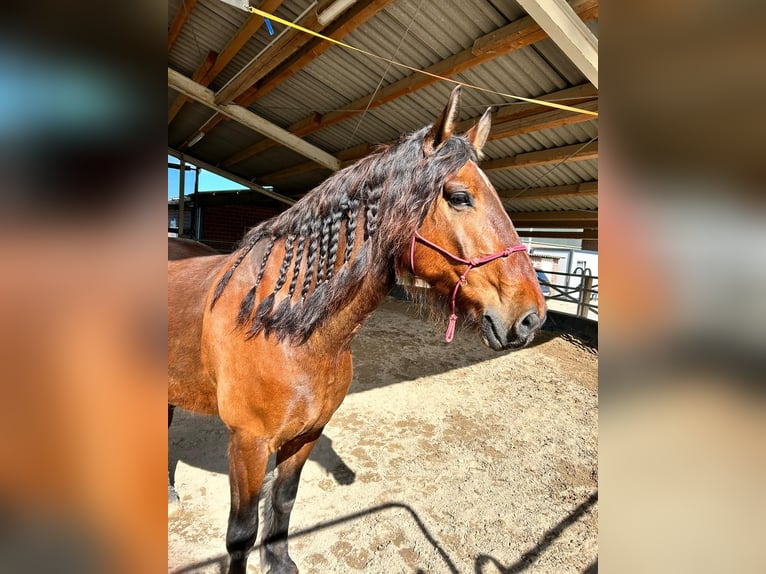 Más caballos de sangre fría Mestizo Caballo castrado 7 años 172 cm Castaño in Mönchengladbach