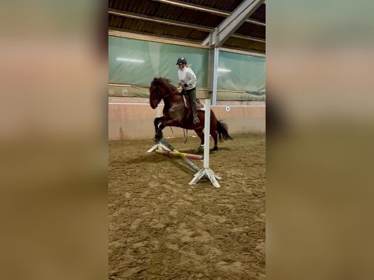 Más caballos de sangre fría Mestizo Caballo castrado 7 años 172 cm Castaño in Mönchengladbach