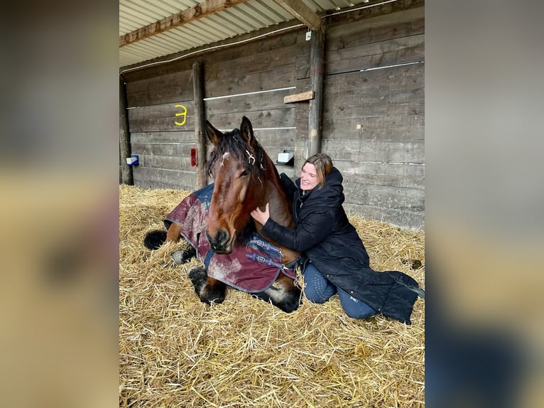 Más caballos de sangre fría Mestizo Caballo castrado 7 años 172 cm Castaño in Mönchengladbach