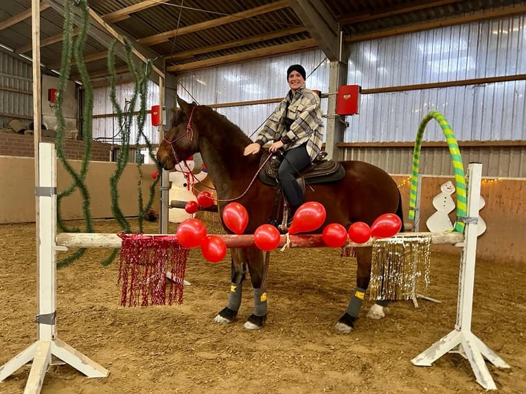 Más caballos de sangre fría Mestizo Caballo castrado 7 años 172 cm Castaño in Mönchengladbach